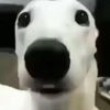 leothecommon